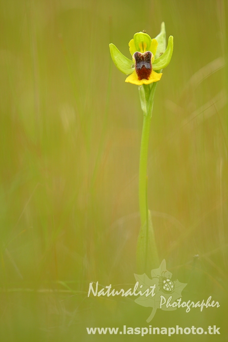 ophrys lutea phryganae???